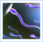 Fertility & Preconceptual Care . Sperm_001
